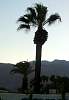 palm.jpg