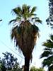 palm.jpg